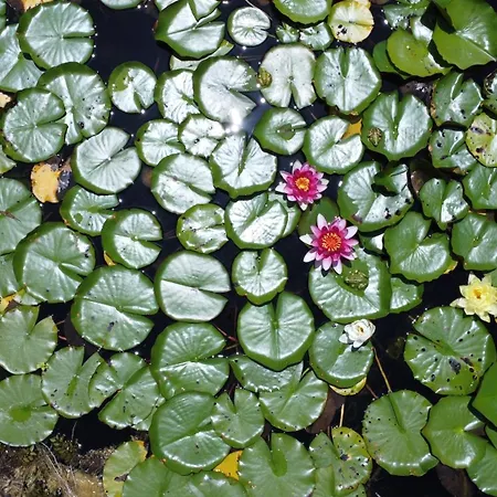 Quinta Do Arade - Casa 4 Petalas *