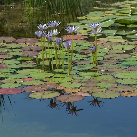 Quinta Do Arade - Casa 4 Petalas Tatil Evi *