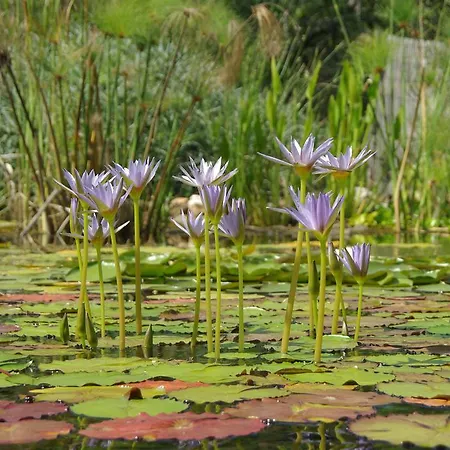 度假居 Quinta Do Arade - Casa 4 Petalas