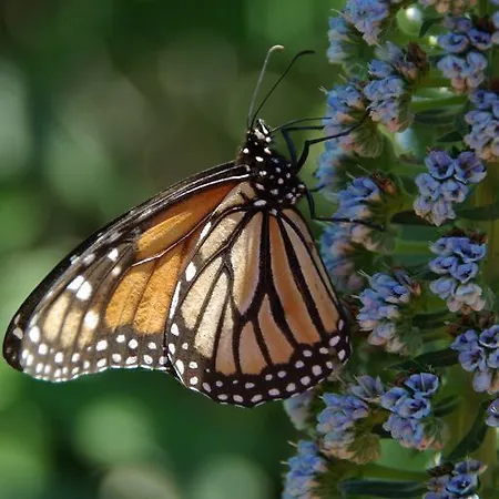Quinta Do Arade - Casa 4 Petalas Tatil Evi *
