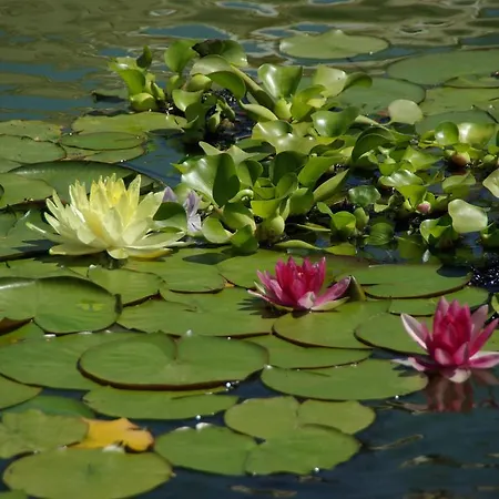 Quinta Do Arade - Casa 4 Pétalas
