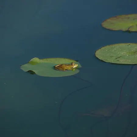 Quinta Do Arade - Casa 4 Pétalas Barranco do Resgalho