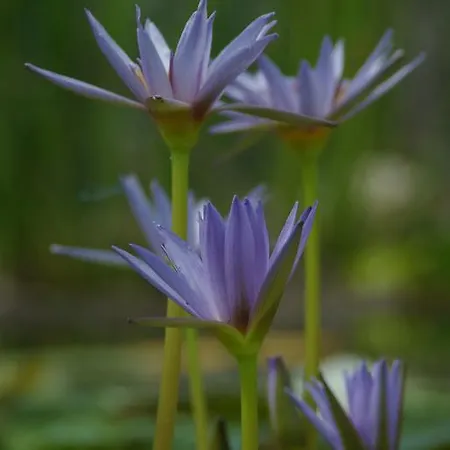 Quinta Do Arade - Casa 4 Pétalas * Barranco do Resgalho
